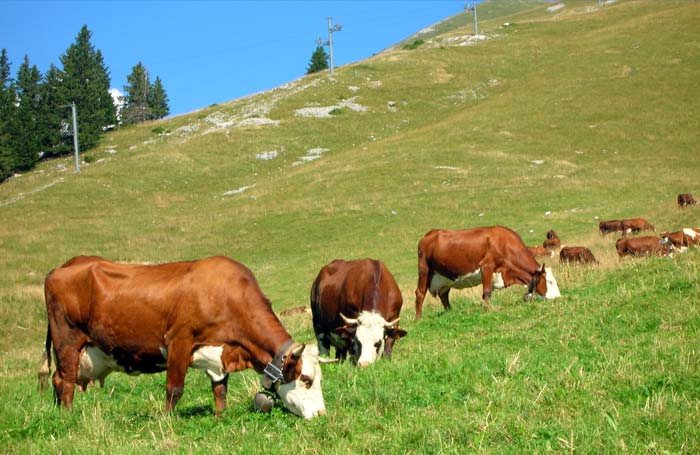 Vente de reblochon à la ferme Manigod Merdassier le meilleur reblochon de Haute Savoie