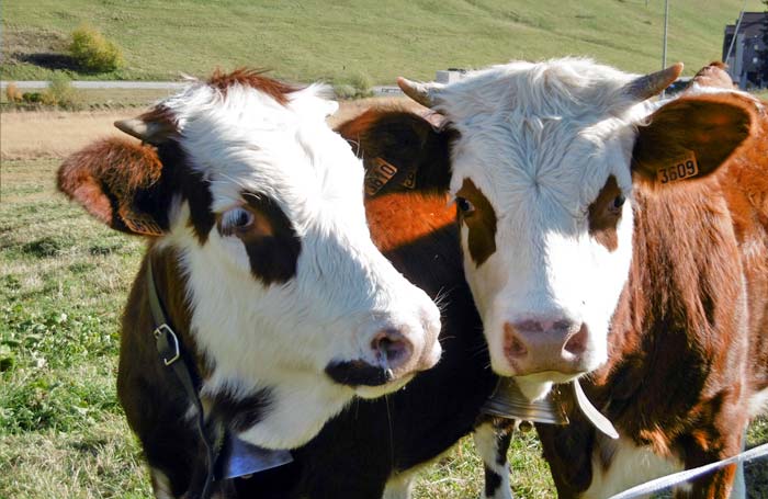 Vente de reblochon à la ferme Manigod Merdassier le meilleur reblochon de Haute Savoie Ferme de l'étale Thérèse et Henri Josserand
